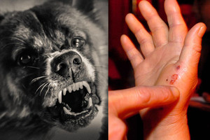 Jūsų šuo agresyvus? Metodas, kuris padės išspręsti šią problemą