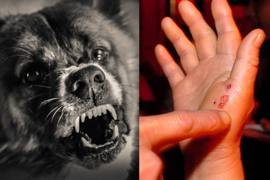 Jūsų šuo agresyvus? Metodas, kuris padės išspręsti šią problemą