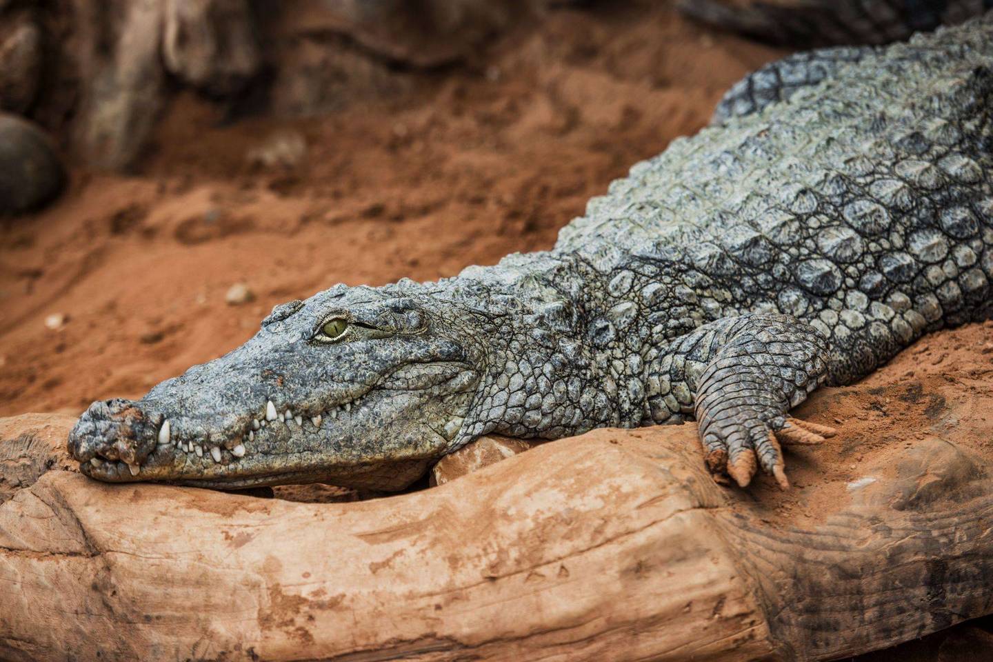 Vieno iš šiuolaikinių krokodilų protėvių ilgis nuo snukio iki uodegos buvo 9,26 metro.<br>AFP/„Scanpix“ nuotr.