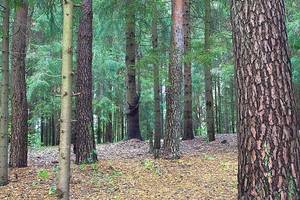 Paklydai miške – BPC nepadės