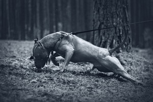 Nustebsite sužinoję, ką gali stipriausi šunys Baltijos šalyse