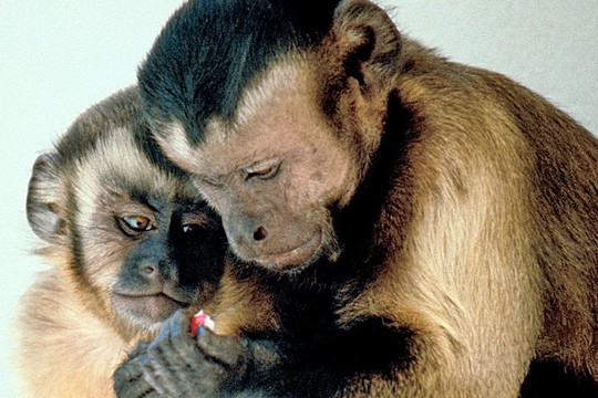 Tyrimas: pinigai beždžiones pavertė banditais ir prostitutėmis