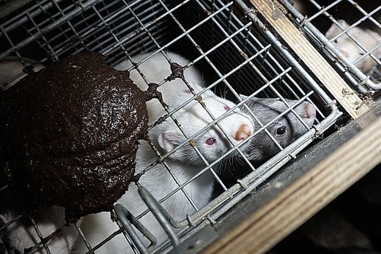 Kailių verslas – apgraužti, pamišę gyvūnai tarp lavonų ir srutų