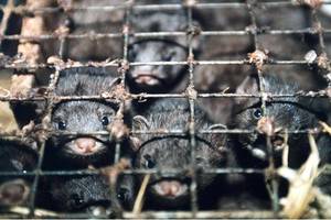 Kailinių gyvūnų fermose - kraupus radinys