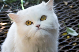 Atskleista, ką iš tiesų apie žmogų mano katės