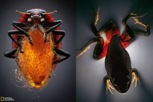 Kaip parazitai savo šeimininkus paverčia zombiais?