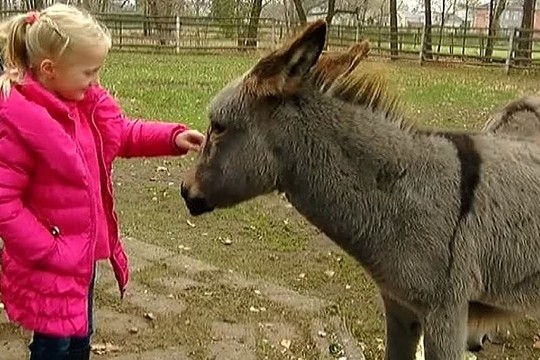 Pusmečio asiliukė Panevėžyje parduota už rekordinę sumą