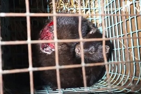 Apgraužtos, pamišusios audinės – ir gyvūnų gynėjo fermoje