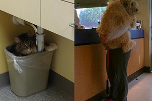 Juokas iki skausmo: košmaras veterinaro kabinete