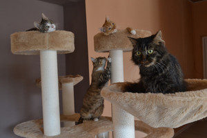 Kačių kavinės steigėjas: svarbiausia – veikti