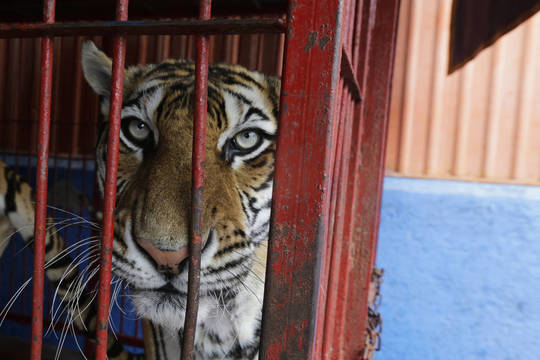 Kinijoje cirko tigras sudraskė aštuonerių metų mergaitę