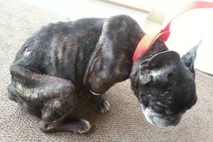 Žiauriai kankinto Žirnio savininkė panoro susigrąžinti savo šunį