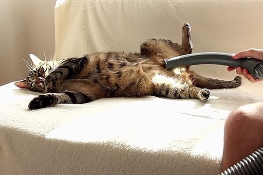 Interneto garsenybės: siurblio nebijanti katė ir šoklė Nikita