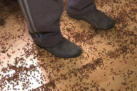 Rumunų namus užpuolė tūkstančiai boružių