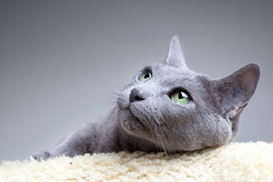 Tyrimas atskleidė labai netikėtų faktų apie kates