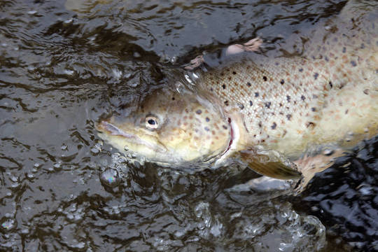 Per akciją „Lašiša“ pareigūnai brakonieriaus tykojo dvi paras
