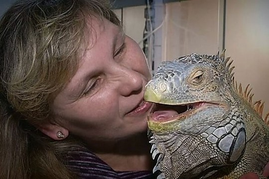 Driežų motinai krokodilas buvo tapęs sugulovu