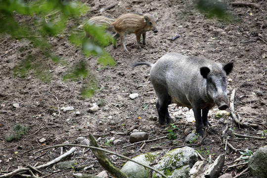 Rokiškio rajone randama vis daugiau nugaišusių šernų