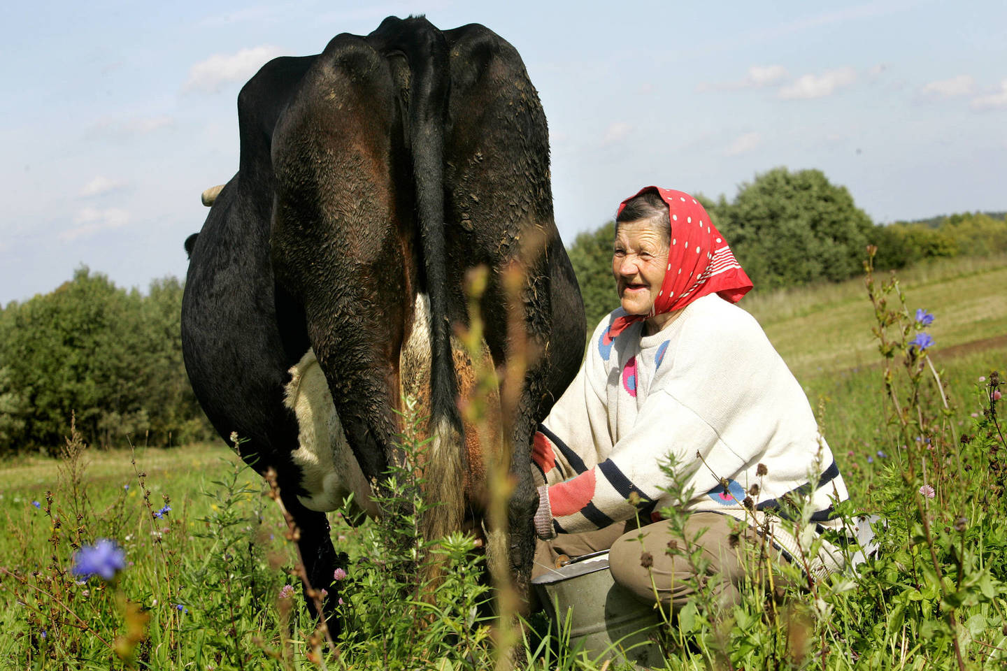 Ūkininkai anksčiau skelbė, kad 7,7 mln. eurų sumos, kurią ES skiria Latvijos pieno gamintojams kaip kompensaciją už neigiamą Rusijos embargo poveikį, užteks vos dviem mėnesiams.