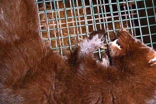 Lietuvos verslininkų darbeliai pašiurpino ir užsienio ekspertus