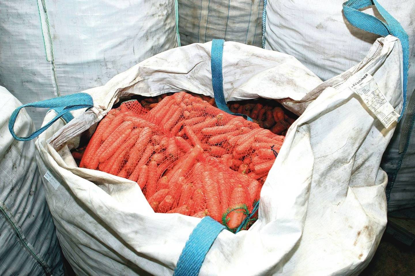 Priauginę tūkstančius tonų įvairių daržovių rusams ūkininkai nebeturi kur jų dėti, nes niekam nereikia net už dyką.