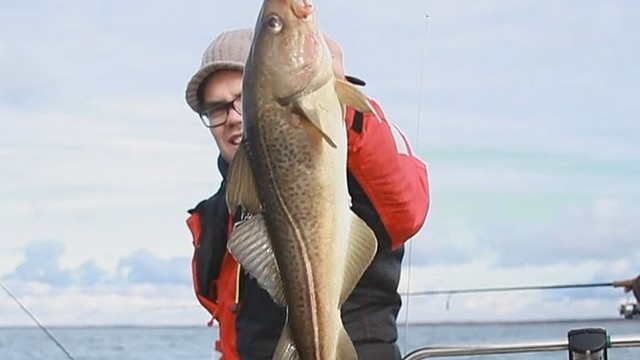 Menkių žvejyba Baltijos jūroje: tinkamiausi masalai (II)