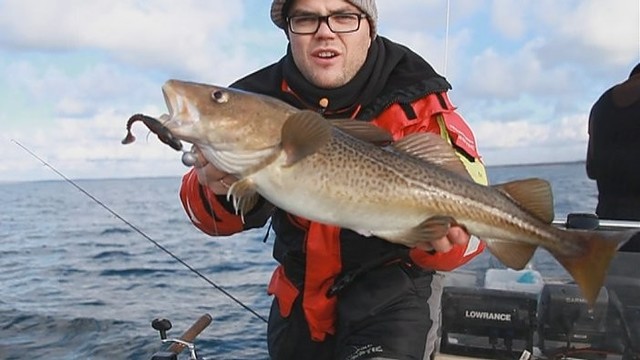 Menkių žvejyba Baltijos jūroje: tinkamiausi masalai (I)