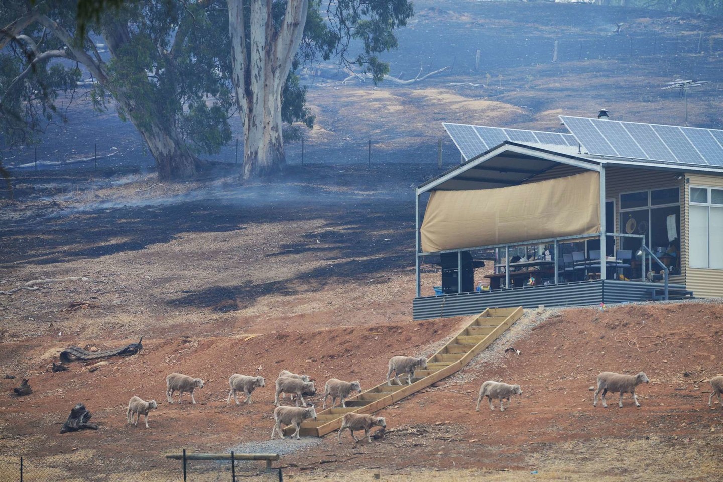 Pietų Australijoje šeštadienį įsisiautėjęs nevaldomas krūmynų gaisras naikino namus.