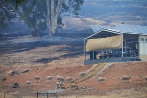 Pietų Australiją niokoja nevaldomi krūmynų gaisrai