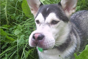 Keturkojų siaubas - alergiją sukeliantys šeimininkai