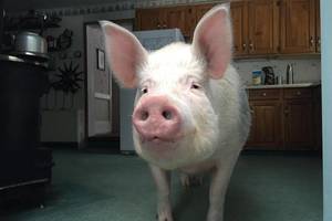 Pora įsigijo mažą kiaulytę, o ji netikėtai tapo 300 kg milžine