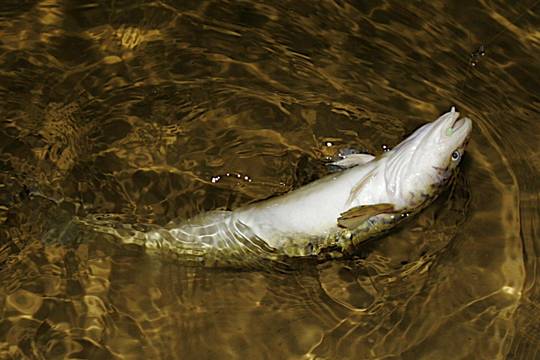 Prasideda vėgėlių žvejyba