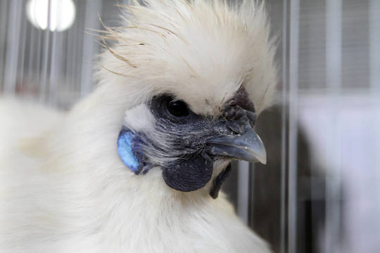 Parodoje - nematyti margaspalviai sparnuočiai