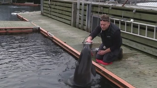 Pažintis su Baltijoje gyvenančiu mažiausiu pasaulio banginuku II