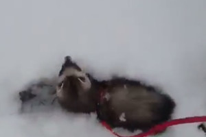 To dar neregėjote: sniego pusnyse nardantis jonavietės šeškas