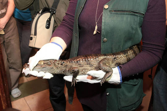 Kaunietis studentas pirko driežą – užsiaugino baisų plėšrūną