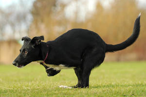 Šuo-kengūra žmonių širdis sujaudino savo neįprasta išvaizda