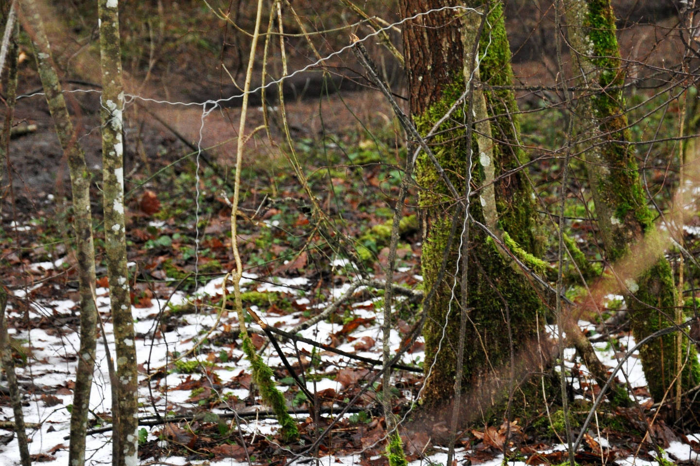 Miške aplinkosaugininkai rado penkias kilpas.<br>ŠRAAD nuotr.