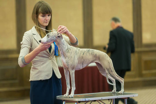 Prabangos apsuptyje išrinktas pats gražiausias šuo Lietuvoje