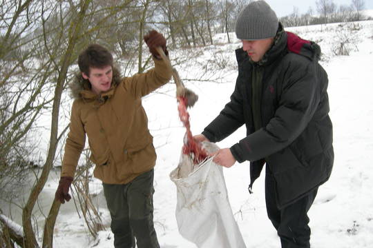 Išdorota stirna – žvėrių, o ne brakonierių darbas