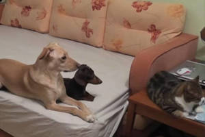 Kamera užfiksavo, ką du šunys ir katinas daro palikti namuose