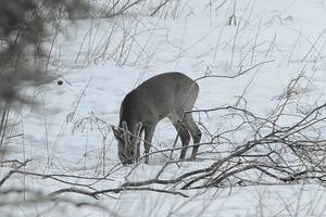 Brakonieriai stirnas medžioja keturračiais