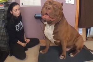 Košmaras: JAV išveistas gigantiškas pitbulterjeras-monstras