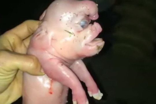 Kiaulė žmogaus veidu pašiurpino visą pasaulį