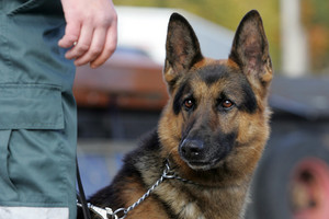 Tarnybinio šuns į lovą lipti neleidžia