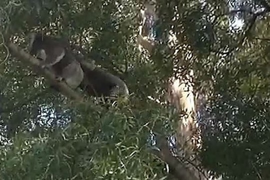 Užfiksuotas koalų mūšis pakeis jūsų nuomonę apie šiuos gyvūnus