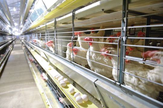 Platūs verslininko V. Matijošaičio užmojai bliūkšta