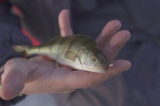Ešerių žvejyba sportinėmis meškerėmis užšalusiame ežere (I)