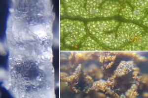 Telefoną paverčiau mikroskopu: to dar nebuvau matęs