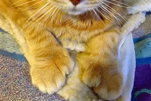 Į moters namus įsiprašė 24 pirštus turinti katė